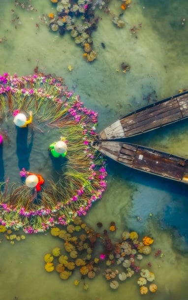 Bông súng mùa nước nổi