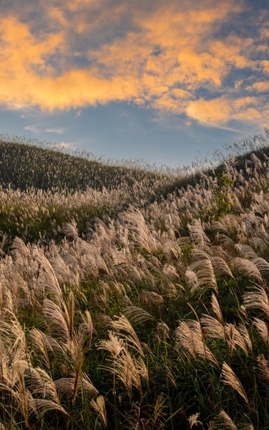 “Thiên đường cỏ lau” Bình Liêu đông nghịt, khách chờ cả tiếng săn ảnh đẹp