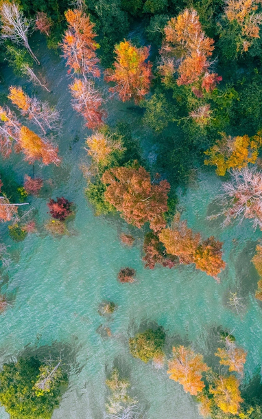 Đẹp ngỡ ngàng mùa lá đỏ ở rừng Khe Sanh