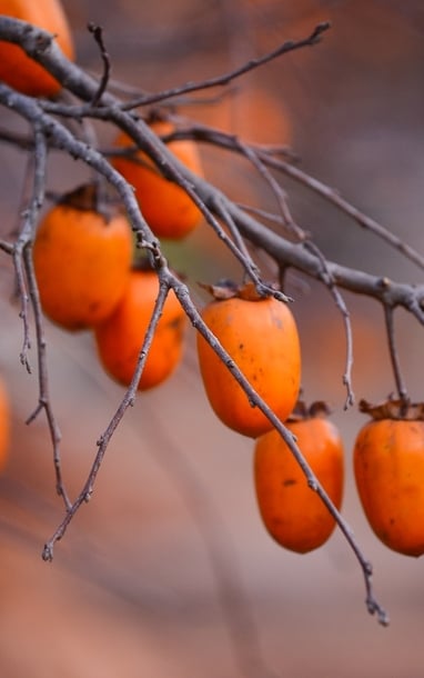 Về cao nguyên Mộc Châu mùa thu, đón mùa hồng chín và đồi cỏ hồng rực rỡ