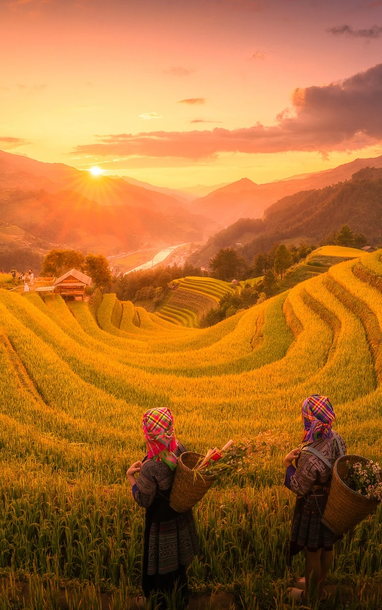 Mãn nhãn với mùa vàng rực rỡ ở Mù Cang Chải