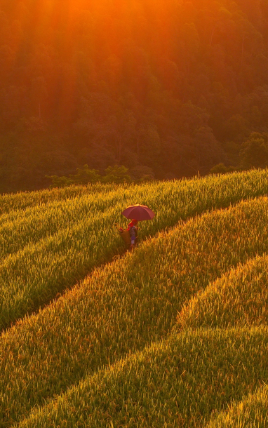 Mùa vàng trên đỉnh Sam Síp