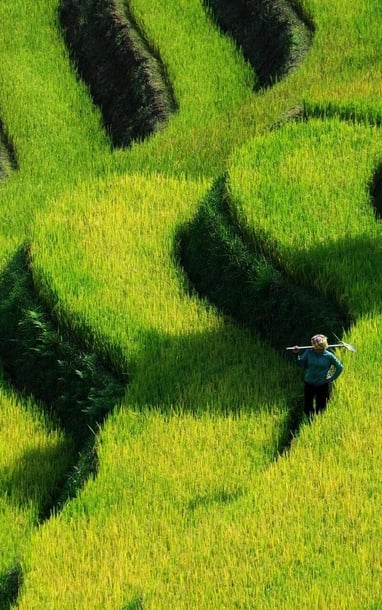 Khám phá mùa lúa chín yên bình ở bản Háng Đăng Dê, Lào Cai