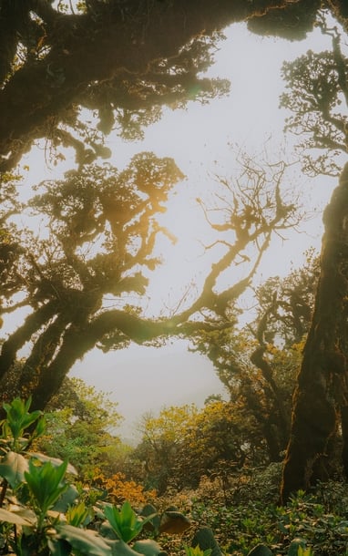 Lạc vào rừng rêu cổ tích trên cung đường chinh phục Phu Sa Phìn