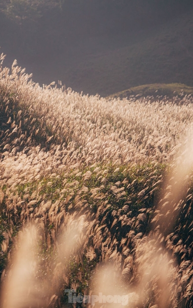 Rộn ràng lúa vàng, lau trắng vào mùa trên biên cương Quảng Ninh