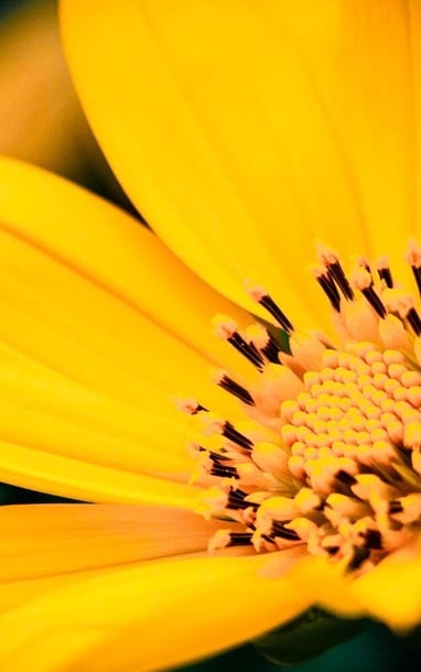 Mùa dã quỳ phủ vàng sườn núi Ba Vì, khách đổ về săn ảnh đầu đông