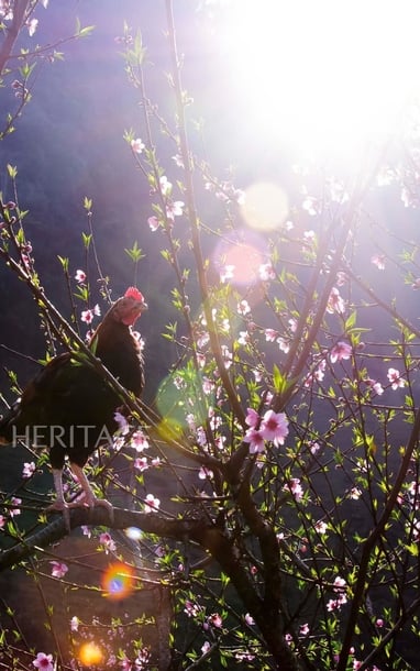 Mùa hoa đào nở sớm chen màu tam giác mạch ở làng Lô Lô Chải