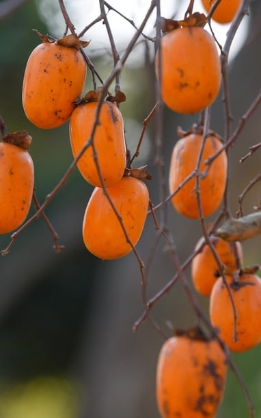 Thích mê vườn hồng trĩu quả, chín mọng giữa lòng Mộc Châu