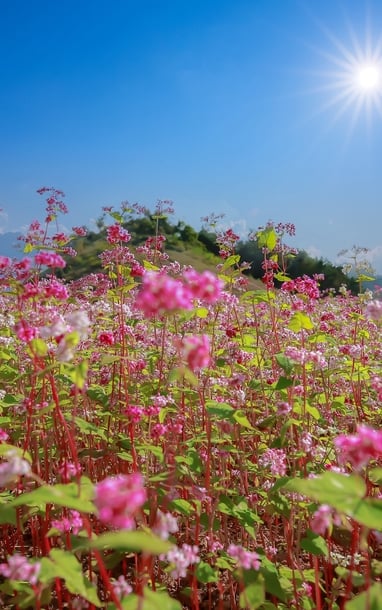 Mùa hoa tam giác mạch Tuyên Quang - vẻ đẹp say đắm giữa mây trời
