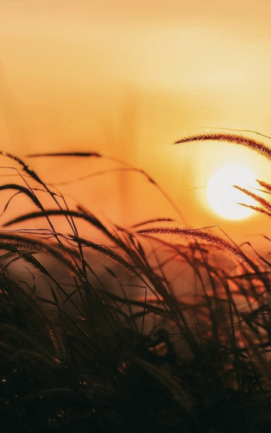 Rộn ràng lúa vàng, lau trắng vào mùa trên biên cương Quảng Ninh