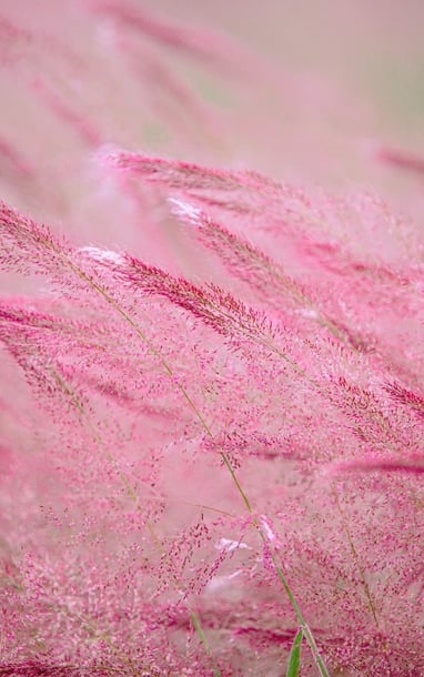 ដាឡាត់ចូលរដូវស្មៅពណ៌ផ្កាឈូក