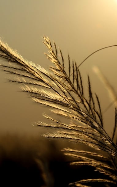 Cánh đồng cỏ lau ở Đà Nẵng nở rộ thu hút người dân, du khách