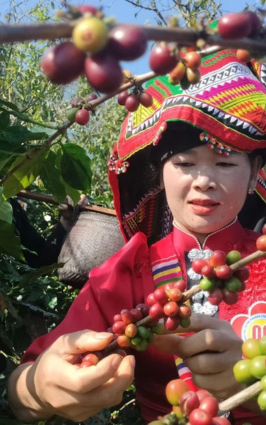 [រូបថត] ការប្រកួតប្រជែងដ៏គួរឱ្យរំភើបនៃការរើសផ្លែឈើពណ៌ក្រហមប្រកបដោយជំនាញ និងការច្នៃប្រឌិតពីគ្រាប់កាហ្វេ Son La