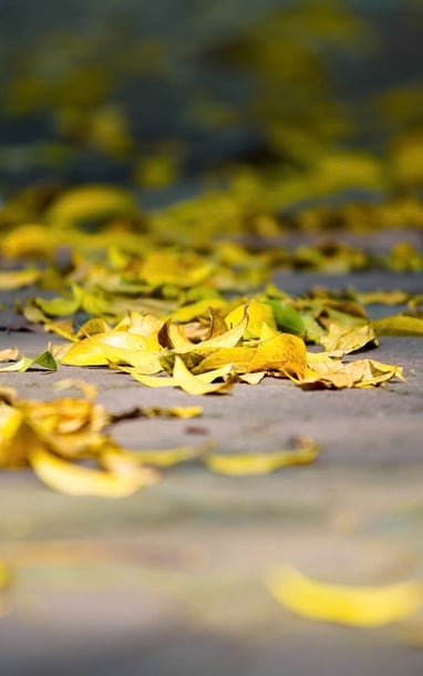 Đi qua mùa thu Hà Nội