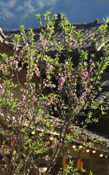 Hoa đào nở sớm ở làng Lô Lô Chải