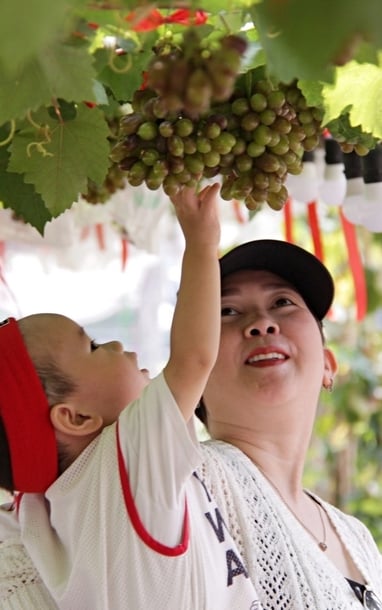 Quán dưới vườn nho trĩu quả ở TPHCM gây sốt, khách vượt đường xa đến check-in