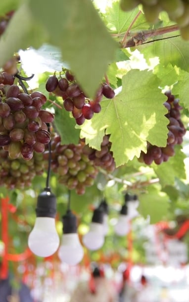 Quán dưới vườn nho trĩu quả ở TPHCM gây sốt, khách vượt đường xa đến check-in