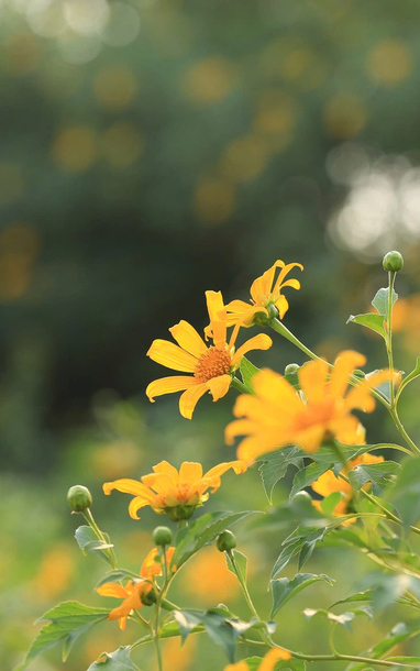 Dã quỳ trải vàng lối lên núi Ba Vì