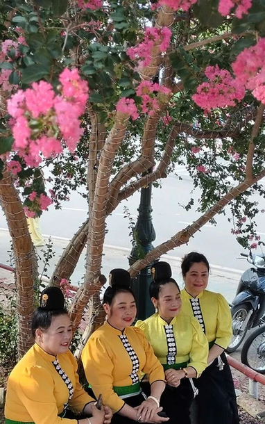 [Ảnh] Về Sơn La, cùng “khoe sắc” với hoa Tường Vi