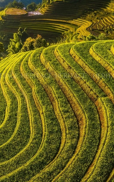 Pù Luông mùa lúa chín
