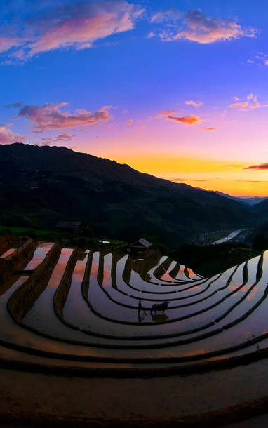 Ngỡ ngàng trước vẻ đẹp mùa nước đổ trên ruộng bậc thang ở Lào Cai