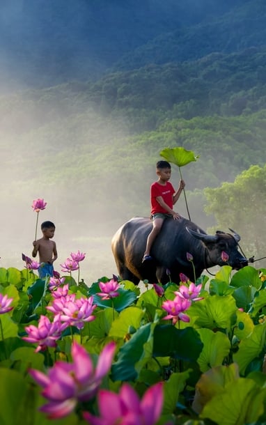 Sáng nay trên đồng sen Trà Lý 