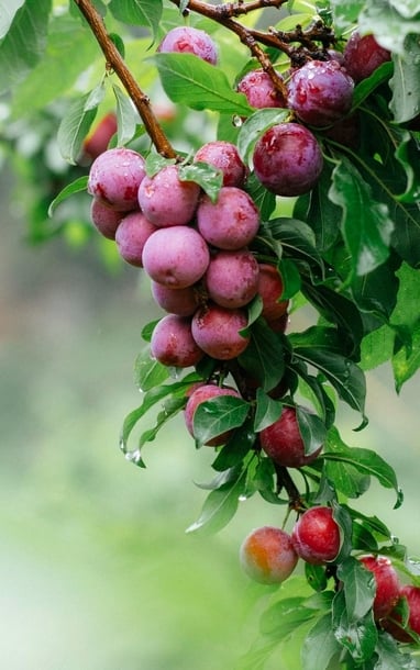 Hè về hái mận ruby chín đỏ trong vườn ở Mộc Châu