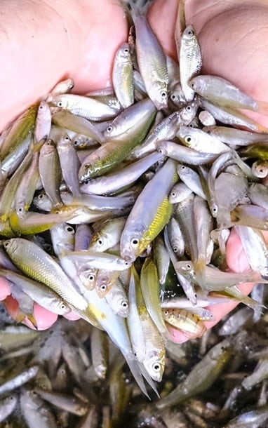 Rộn ràng mùa cá linh non tại vùng biên giới An Giang