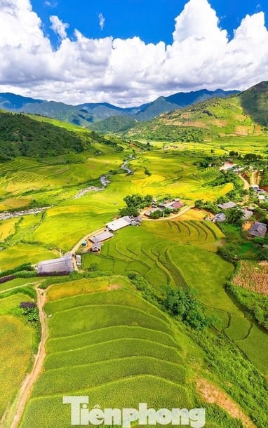 Mùa vàng 'không thể rời mắt' ở Sơn La