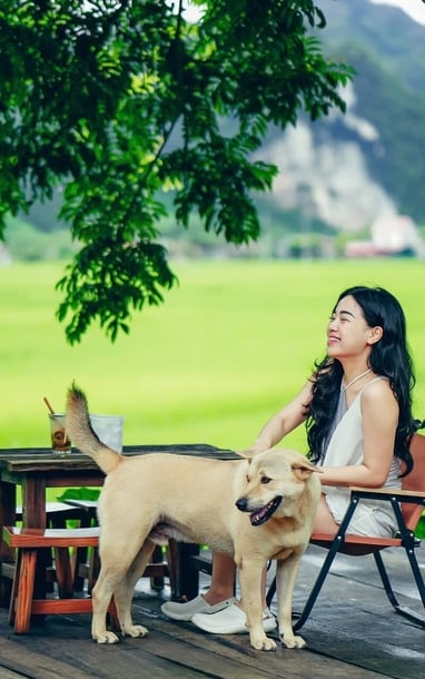 Trốn phố về thung lũng cách Hà Nội 2 giờ lái xe, hái trái đặc sản đang chín rộ