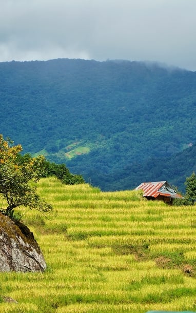 Ngỡ ngàng mùa vàng ở Ngọc Linh, bức tranh tuyệt sắc giữa đại ngàn Quảng Ngãi