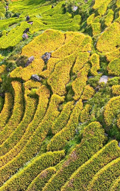 Du khách nườm nượp đổ về ngắm lúa vàng trên núi cao 2.000m