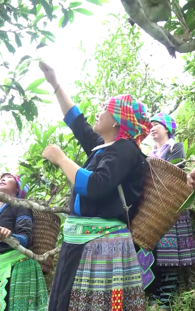 Hành trình hái chè cổ thụ của đồng bào dân tộc H'mông