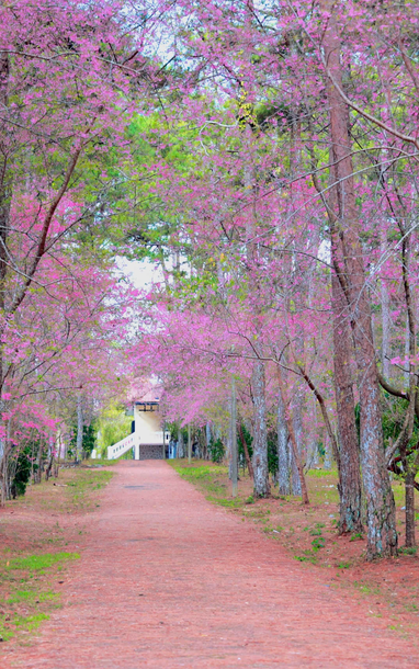 予想外に、桜がダラットをピンク色に染め、観光客は興奮してチェックインした。