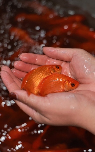 The capital's largest fish market is bustling on the night before the Kitchen God and Stove God festival.