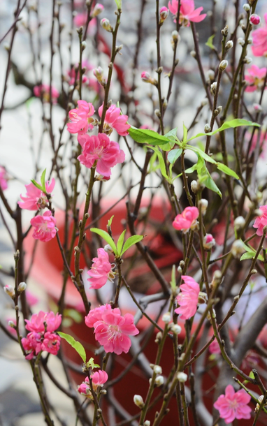 Peach blossom market for Tet (Lunar New Year) 'shipped directly from the garden' right in the heart of Ho Chi Minh City, with some trees priced at nearly 20 million VND.