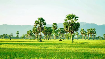 Trên cánh đồng thốt nốt An Giang vào mùa đẹp nhất trong năm