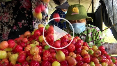 "Quả ngọt" nơi xứ Gò