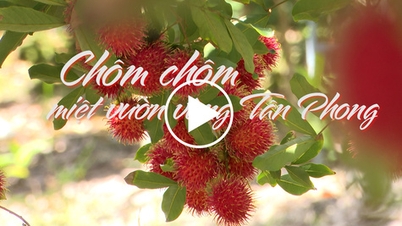 Chôm chôm miệt vườn vùng Tân Phong