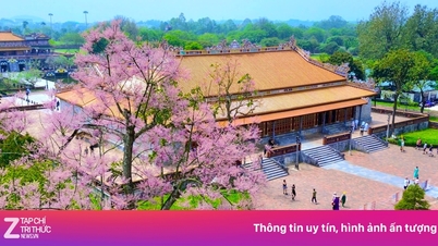 Hoa ngô đồng bung nở ở Hoàng cung Huế