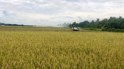 Loc Troi Group has paid all the money for rice purchased by farmers in An Giang.