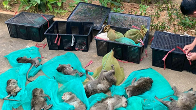 ចាប់​បាន​ដៃ​ក្រហម​ដឹក​ស្វា​១៧​ក្បាល​នៅ​កុង​ដាវ