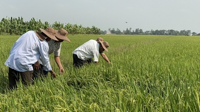 Giá lúa tăng nhẹ; thị trường giao dịch trầm lắng