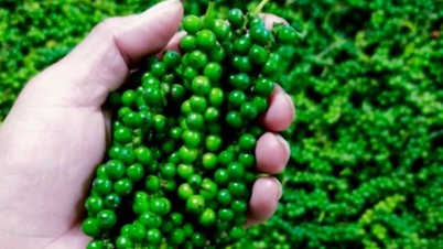 Agricultural product prices on January 16, 2025: Coffee and pepper maintain downward trend