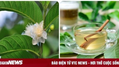 រូបមន្តទឹកស្លឹកត្របែកព្យាបាលជំងឺ