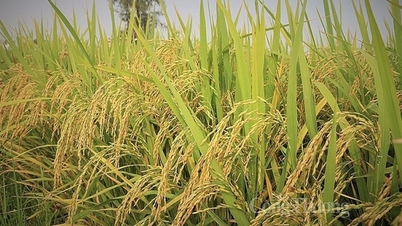 Giá gạo tăng từ 100 -150 đồng/kg, giá lúa biến động trái chiều