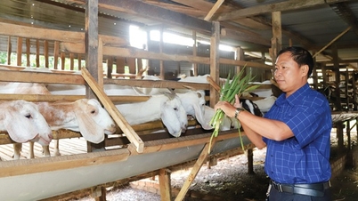 ចិញ្ចឹម​ពពែ​យក្ស ចិញ្ចឹម​ខ្យង​ពង​យ៉ាង​បរិបូរណ៍ ចិញ្ចឹម​ជ្រូកព្រៃ​កូនកាត់ ប្រជាជន​ស្រុក​ឡាំ​ដុង​នេះ​កាន់តែ​សម្បូរ​សប្បាយ។