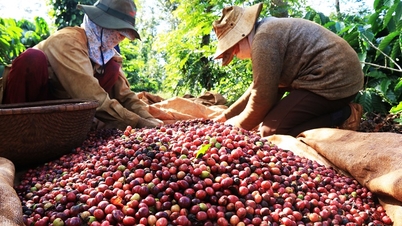 Giá cà phê xuất khẩu diễn biến trái chiều, Robusta tăng lần đầu tiên trong năm 2024