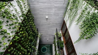 Ngôi nhà ống tích hợp văn phòng xanh mướt ở Nha Trang