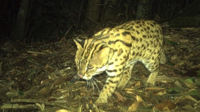 Leopard cat, a wild animal listed in the Red Book, was first seen in the jungle of Nghe An.